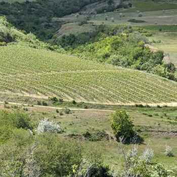 royal-romania-green-field